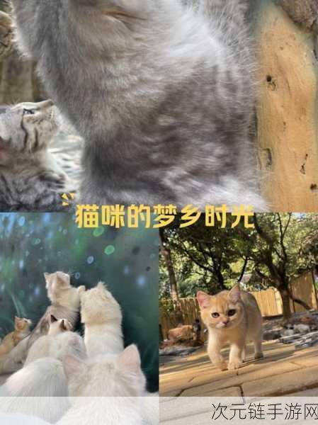 以闪亮之名神秘夜猫猫藏身何处？独家位置大揭秘