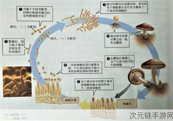 深度解析，重生细胞中蘑菇君的神秘属性