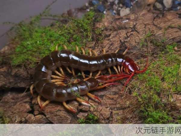 伊洛纳神秘之旅，火焰蜈蚣精准捕捉秘籍与藏身之地大揭秘